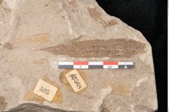 Foto (Detailansicht) von Taeniopteris vittata (NHMW-GEO-2024-0188-10568)